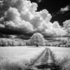 Rollei Infrared 400 風景攝影，伍德效應示意，白色草原與孤樹，超現實黑白風景