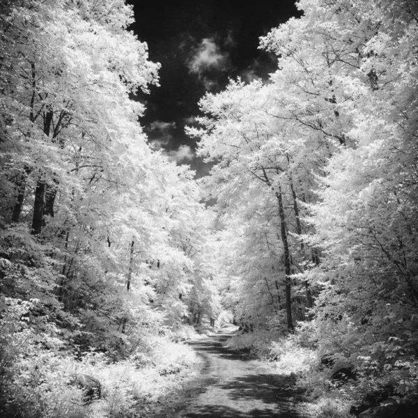 Infrared 400 示意 - 夏日飛雪 示意圖:Rollei Infrared 400 森林攝影,夏日雪景效果,白色森林小徑,高反差黑白風景